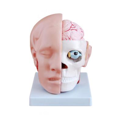 Анатомическая модель Голова с мозгами